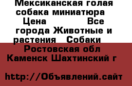 Мексиканская голая собака миниатюра › Цена ­ 53 000 - Все города Животные и растения » Собаки   . Ростовская обл.,Каменск-Шахтинский г.